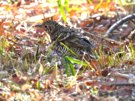 トラツグミ：ぐんまこどもの国にて