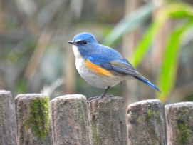 ルリビタキ：ぐんまこどもの国