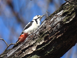 アカゲラ：ぐんまこどもの国にて