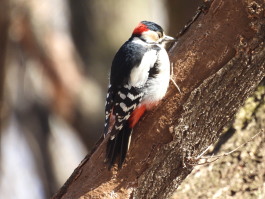 アカゲラ：ぐんまこどもの国にて