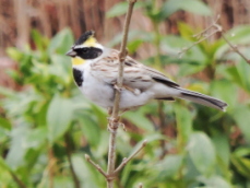 �~���}�z�E�W���F����܂��ǂ��̍�