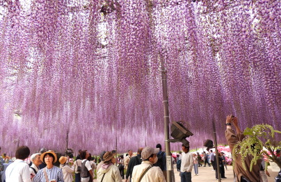 足利フラワーパーク