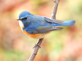 ルリビタキの雄：ぐんまこどもの国