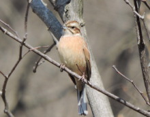 �J�V���_�J�F����܂��ǂ��̍�