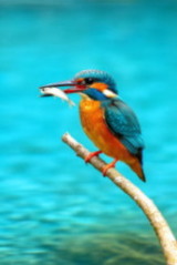 生成AIで作った絵