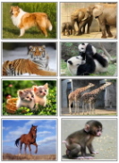 動物