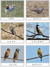 身近な野鳥カード