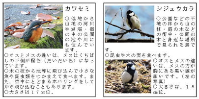 カードの裏側の説明文