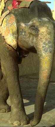 ProJPEG�摜�B�����Ȃ������炲�߂�Ȃ���