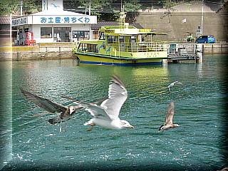 伊根湾巡り