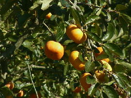 gejo-kaki13s.jpg�^�����̊`���^�N���b�N�g��