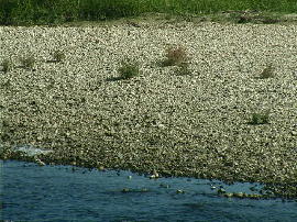 gejo-kawara20s.jpg�^�����̉͌��^