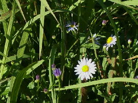 gyoumei-nogiku75.jpg�^�s���̖�e