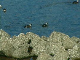 gyoumei49s.jpg�^�s���̐����^�N���b�N�Ŋg��