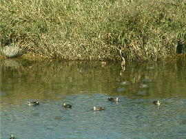 gyoumei50s.jpg�^�s���̐����^�N���b�N�Ŋg��