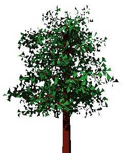 big tree��R�̎��R