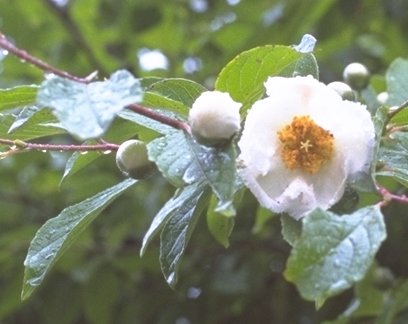 �R�E���C�V�����m�L�̉�