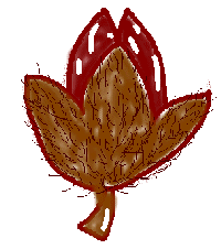 Nut of BUNA(�u�i�̎�)