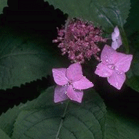 ���}�A�W�T�C�̉�