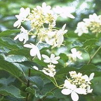 �m���E�c�M