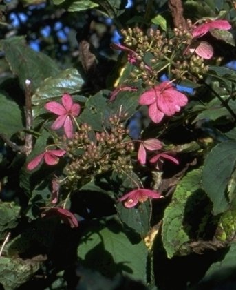 �m���E�c�M�̃s���N��^^;