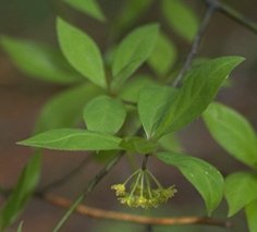 �N�����W�̉�