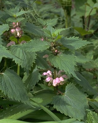 �I�h���R�\�E