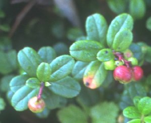 �R�P�����̎�