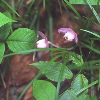 �V���E�L����