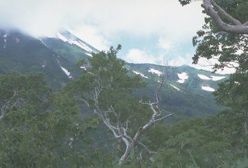�c��̐�i�F/���R�E��q�������璸��