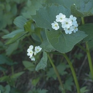 �T���J���E
