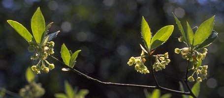 �N�����W�̉�