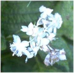 �M���o�C�\�E�̉�