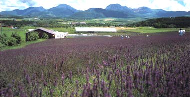 [Lavender Garden]