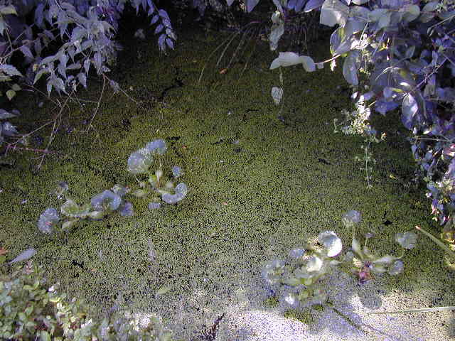 ���������炯