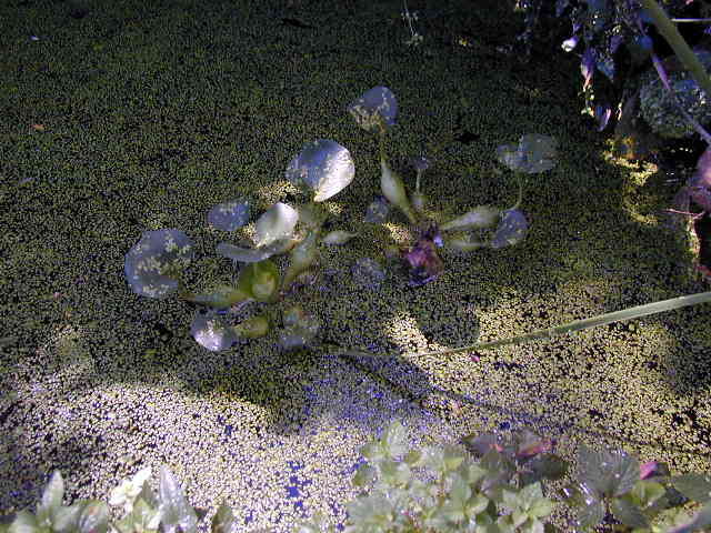 �z�e�C�A�I�C���傫���Ȃ���