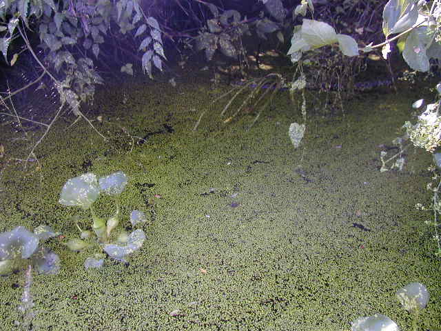 ���������炯