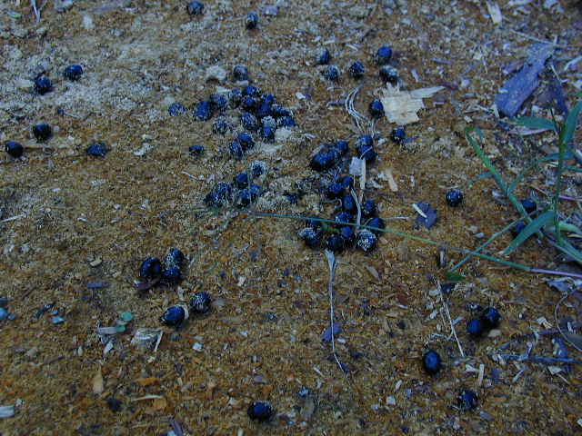 ���Ƃ����̔���