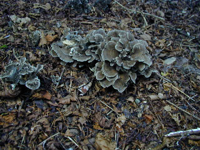 �}�C�^�P�ꍆ