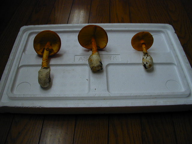 �O�{����