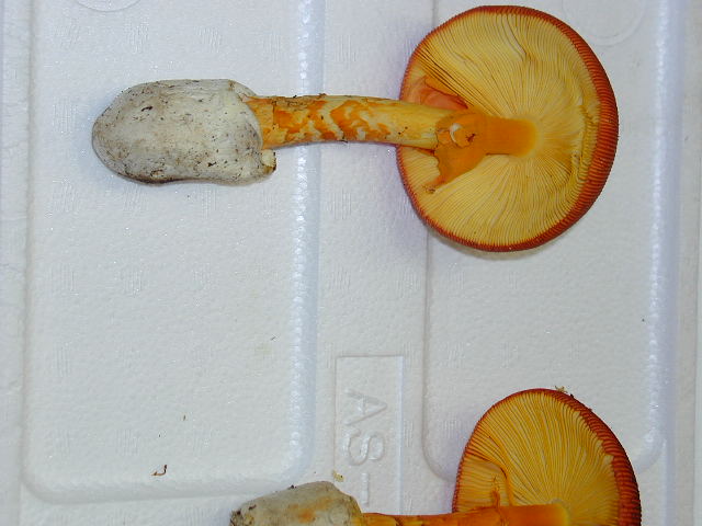 �F�������₩