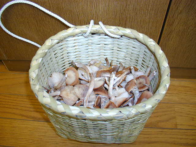 �����������ȃL�m�R