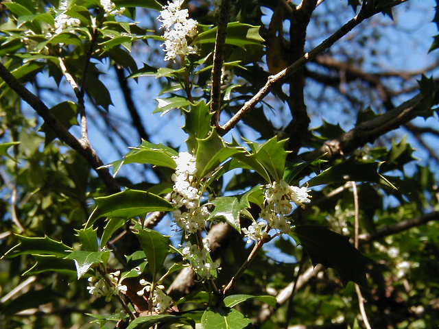 �����q�C���M�̉�