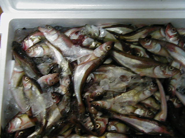 ����Ȃ킩�����Ɍ����܂�