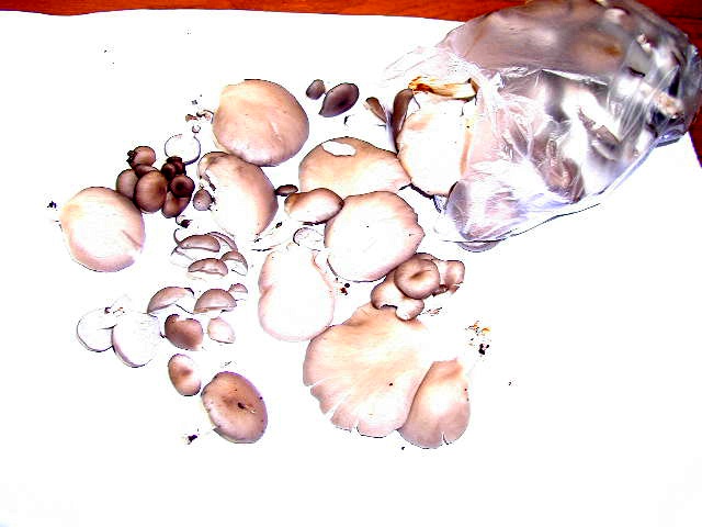 大量のヒラタケ