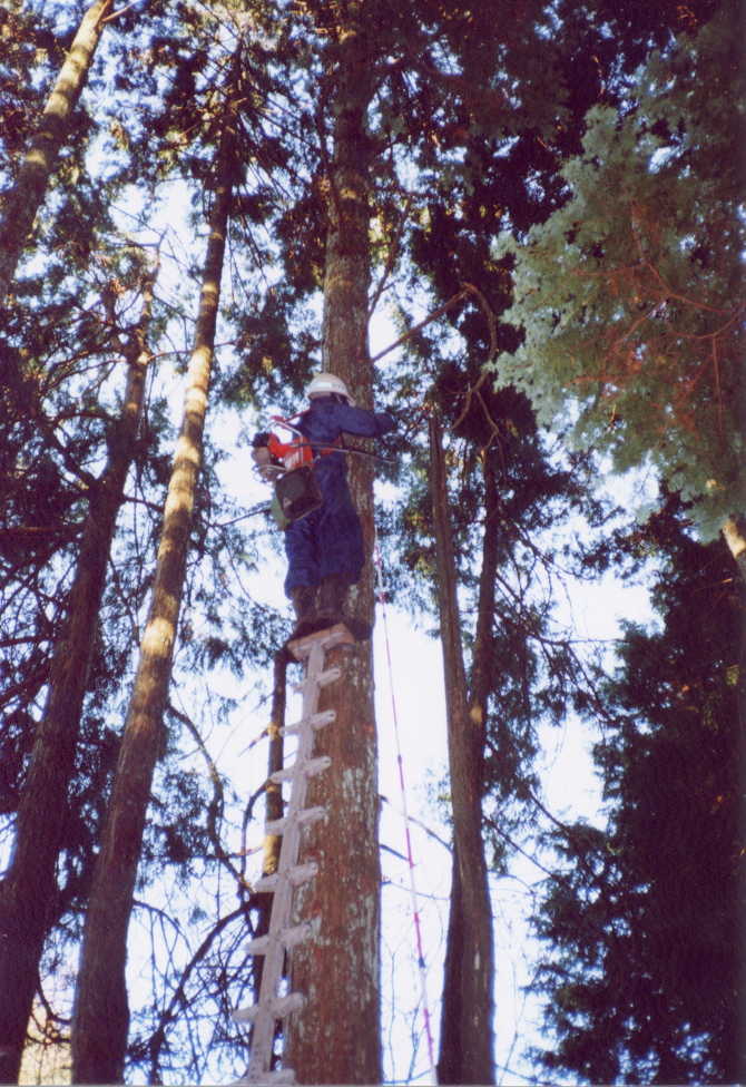 見よこの勇姿を