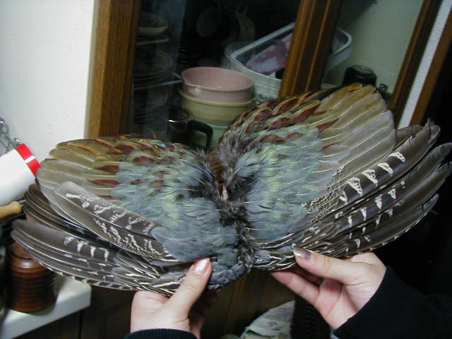 �p�^�p�^�`