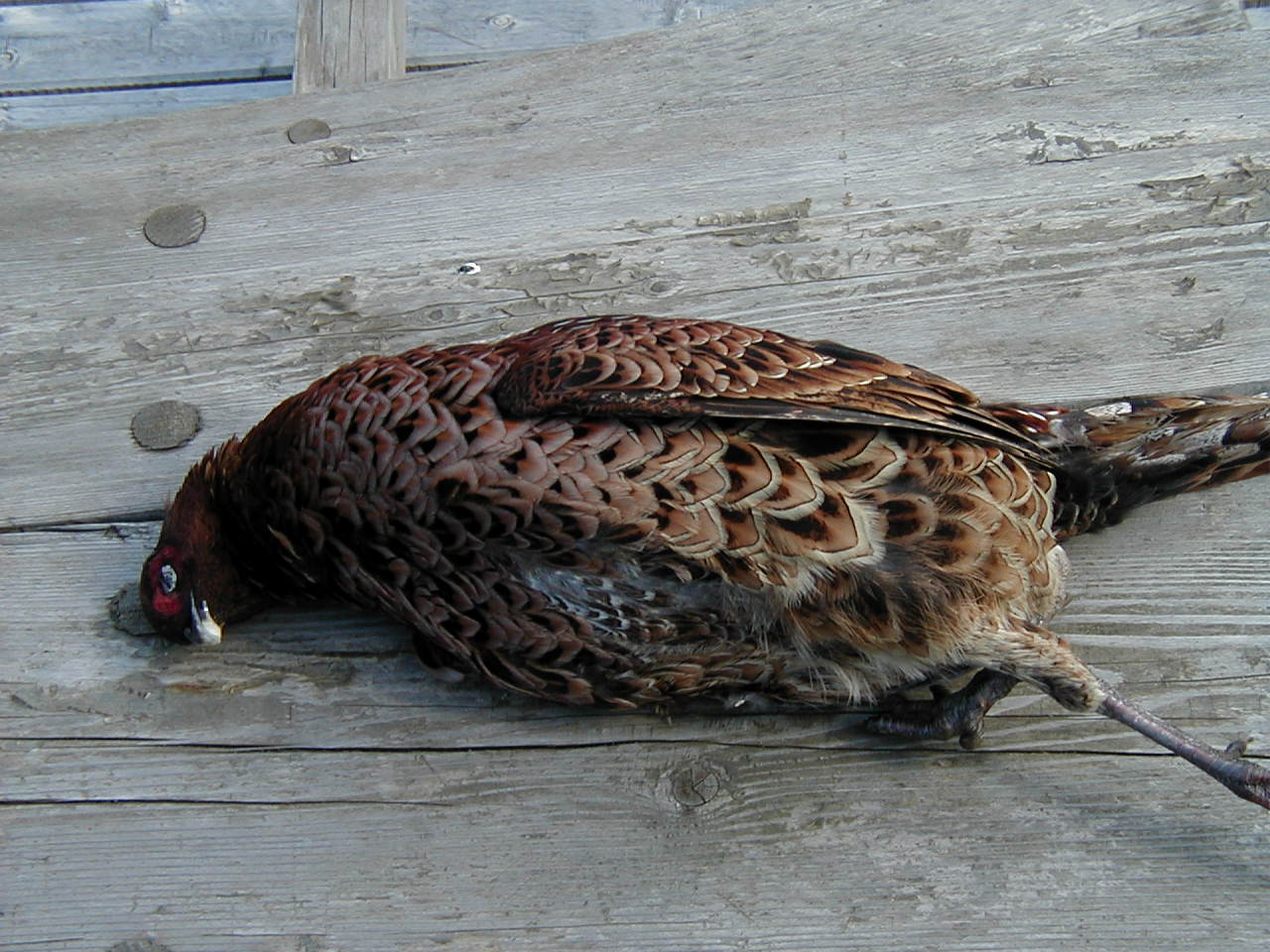 �E�E�E�E�E�B