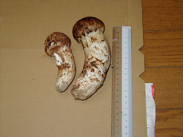 ���肪�ǂ��̂ł��I