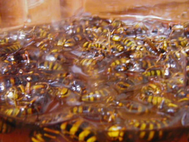 ��������邢�E�E�E�B